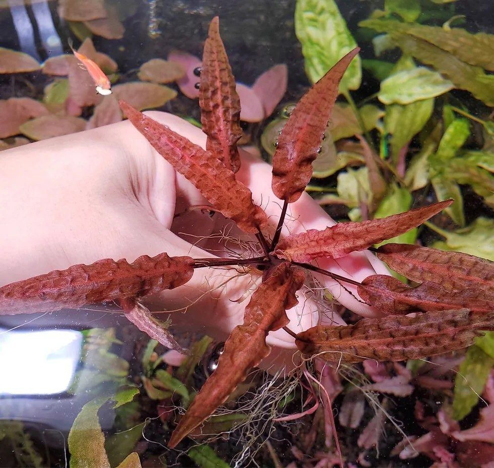Cryptocoryne afines red single plant / single rhyzome