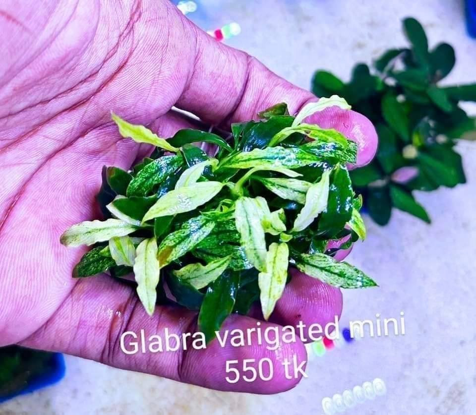 Anubias glabra Verigated mini