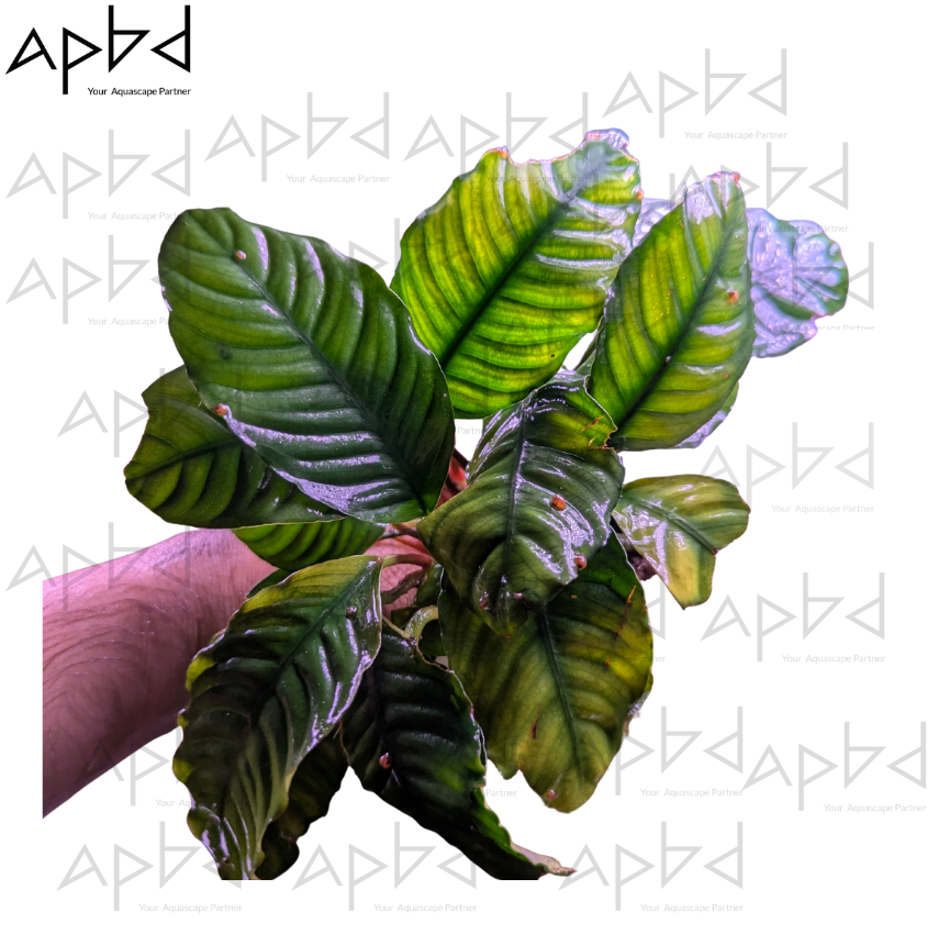 Anubias Nana caffefolia xl size Live Aquatic Plant | Low Light & Easy Care | Price: 1250 TK
