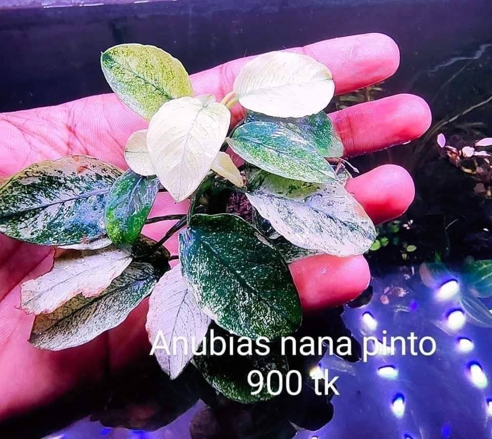 Anubias nana pinto white single rhyzome / single plant