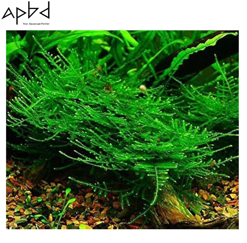 Aquarium Moss Collection (Weeping, Christmas, Fissidens, Moss Ball