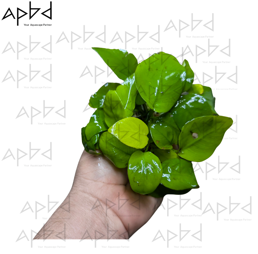 Anubias Nana Gold Live Aquatic Plant | Low Light & Easy Care | Price: 550 TK