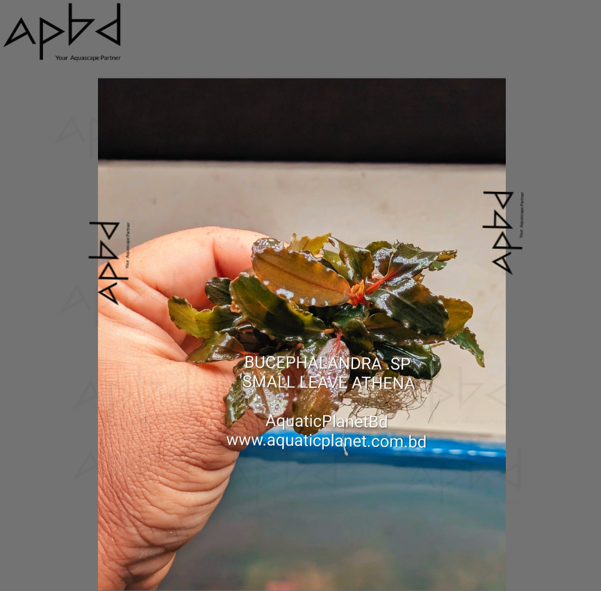 Bucephalandra sp. small leave Athena | Rare Deep Metallic Variant | Premium Plant Pot | Price: 1200 TK