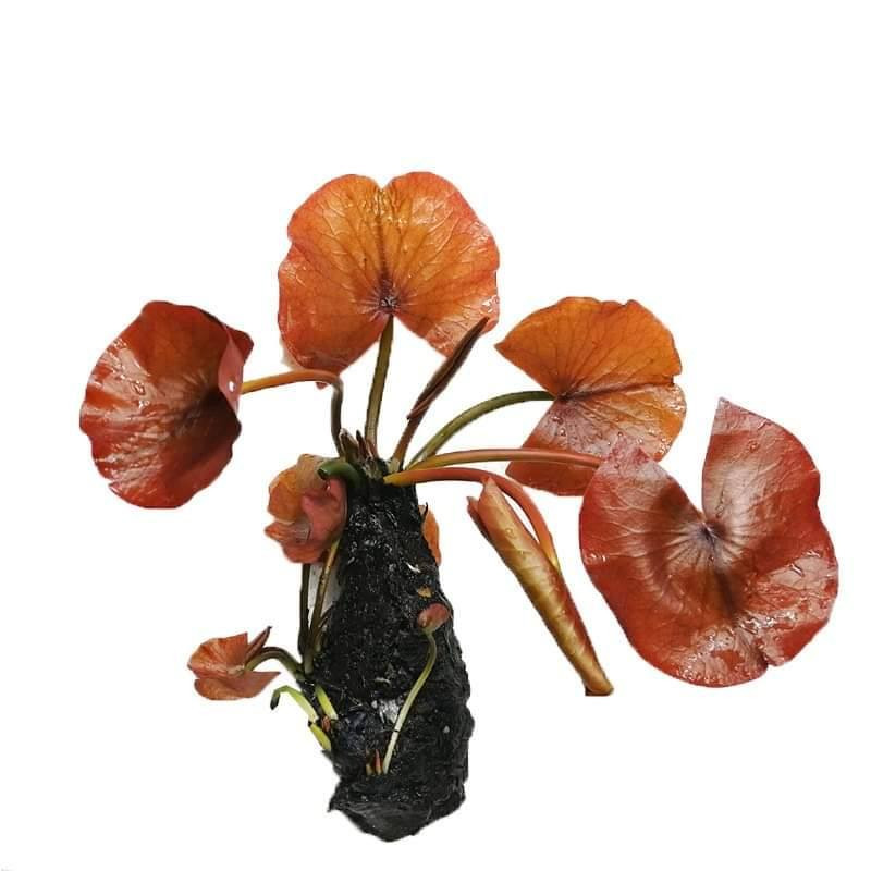 Nuphar Japonica Rubrotinctum Red without bulb single plant