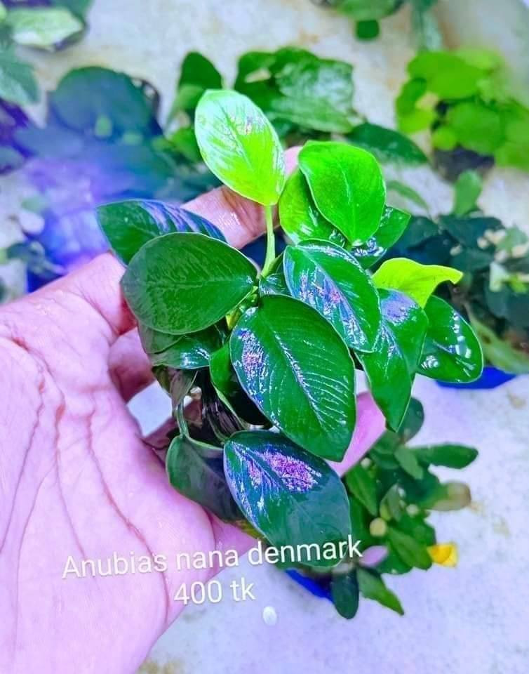 Anubias nana denmark
