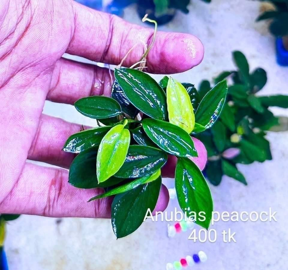 Anubias peacocke