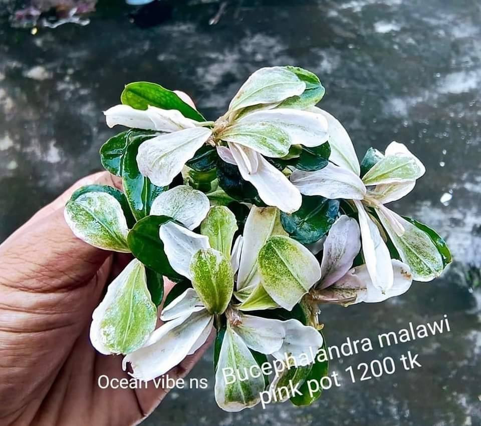 Bucephalandra Melawi Pink submerged single rhyzome