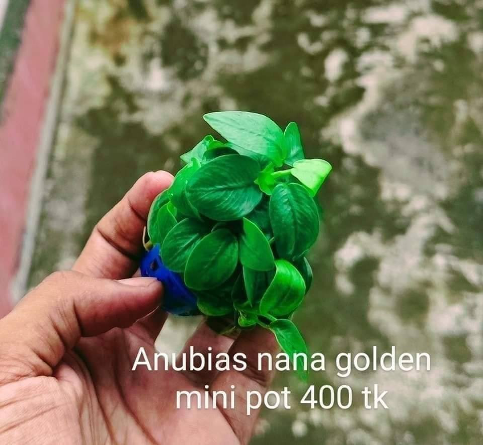 Anubias nana golden mini