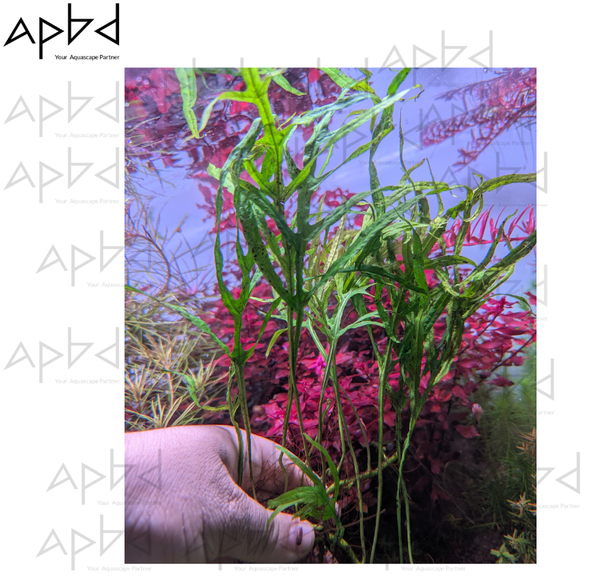 Trident Fern Pot | Fully Submerged | Rare Java Fern Variant