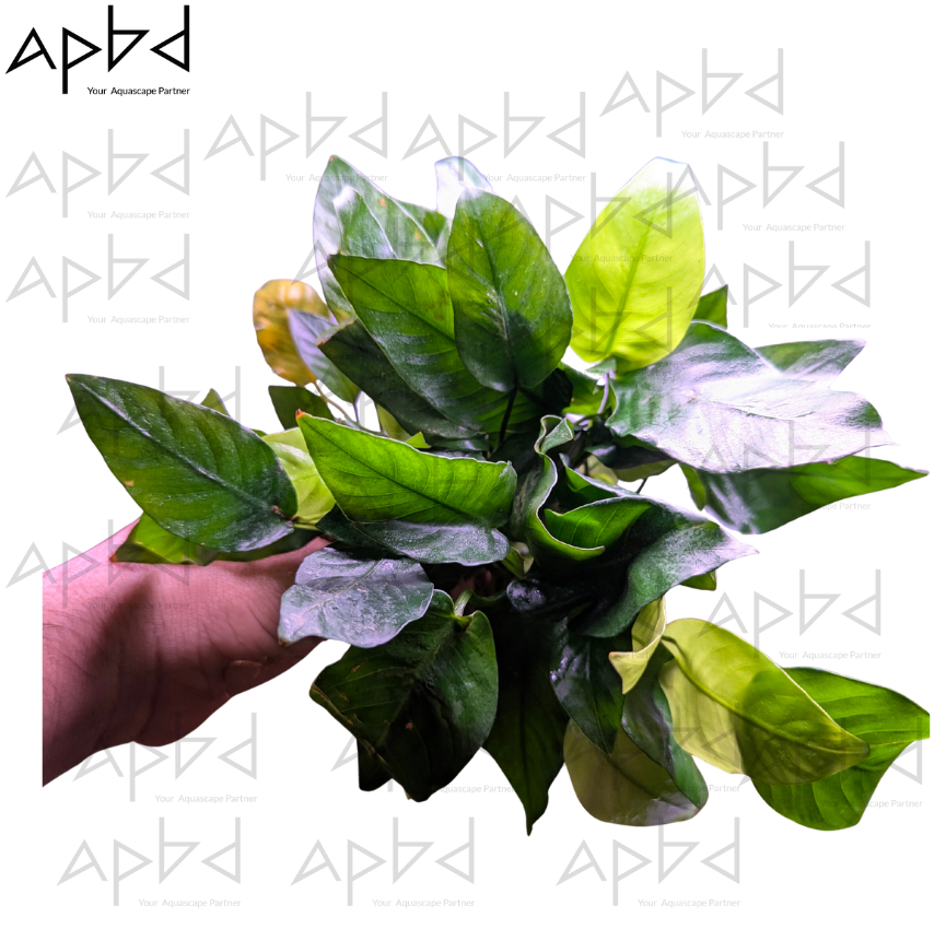 Anubias Nana King Live Aquatic Plant | Low Light & Easy Care | Price: 1250 TK
