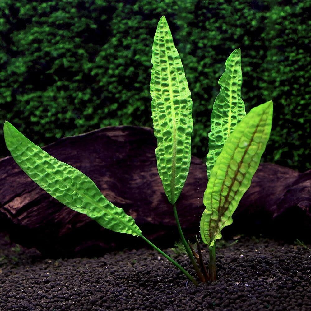 Cryptocoryne aponogetifolia Philippines single rhyzome